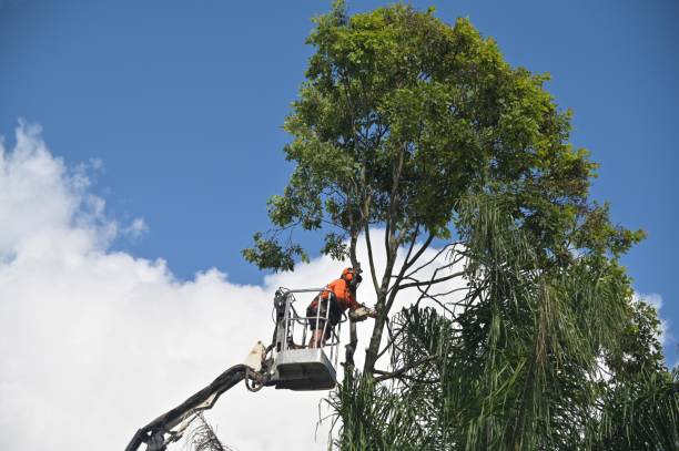 Best Hazardous Tree Removal  in Choteau, MT